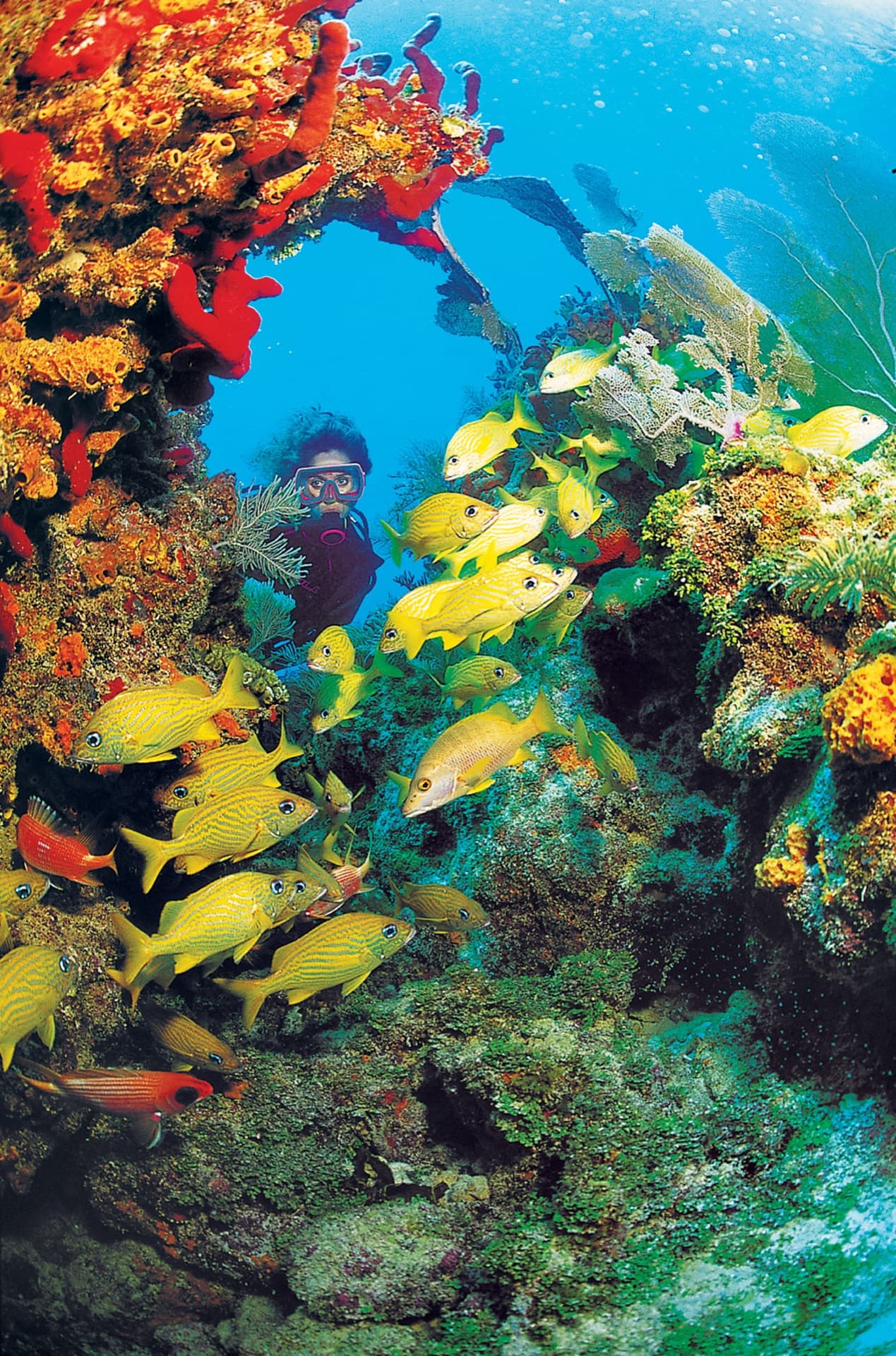 Clear turquoise water and a coral reef in the Florida Keys