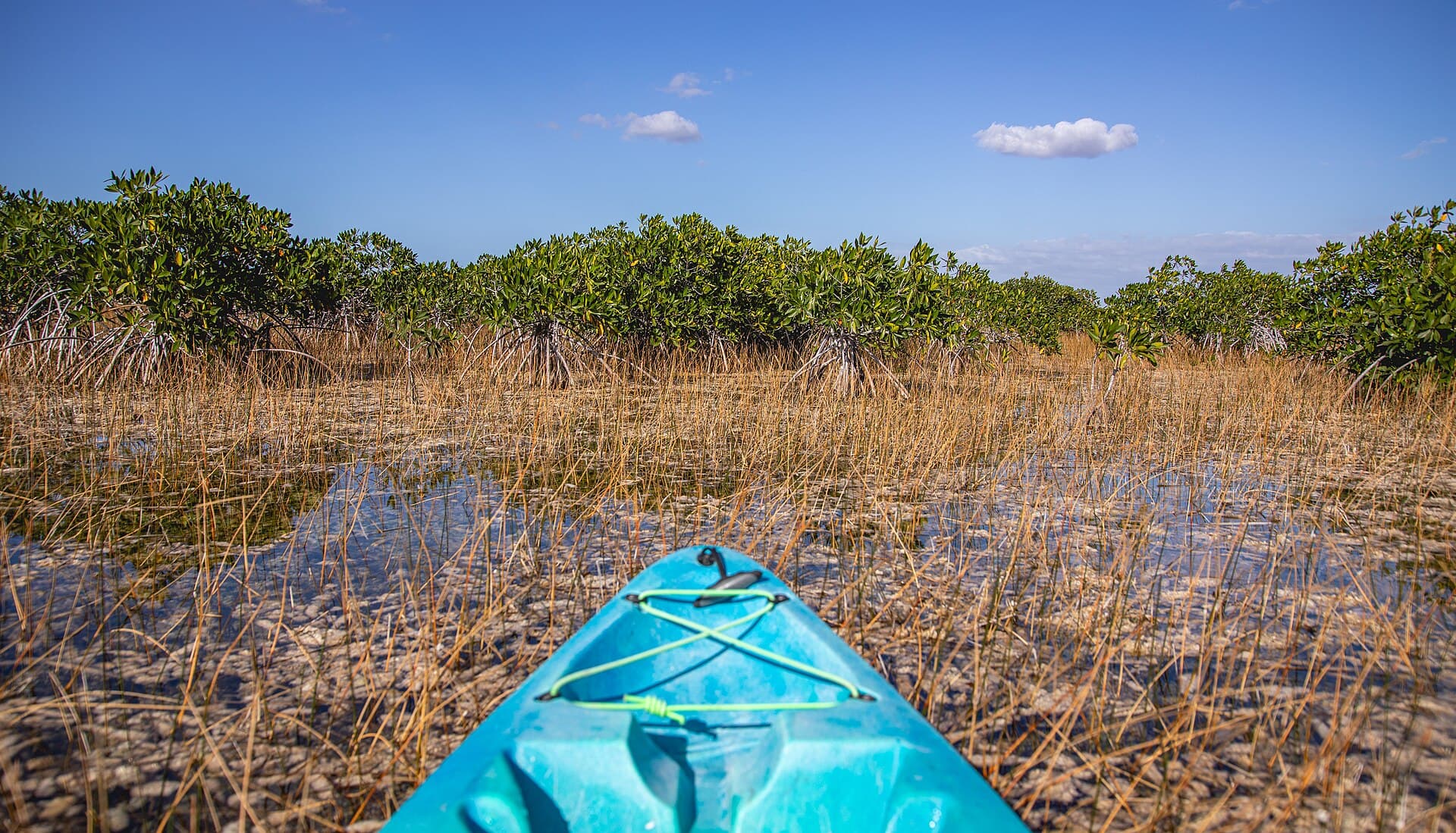 A kayak gliding through a mangrove tunnel near Naples