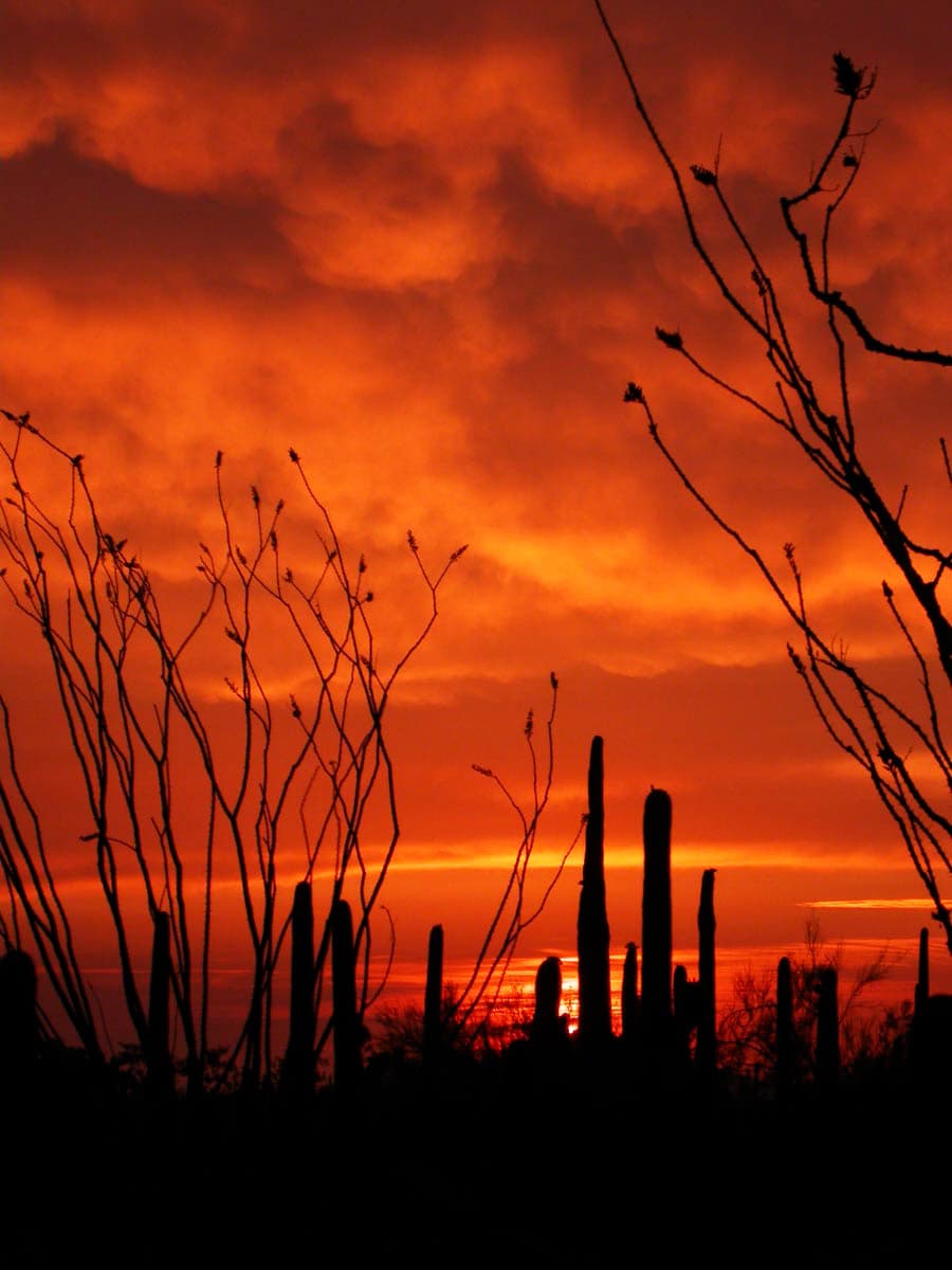 A fiery Sonoran Desert sunset silhouetting saguaro and ocotillo